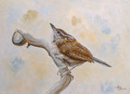 Carolina Wren Poster och Canvastavla