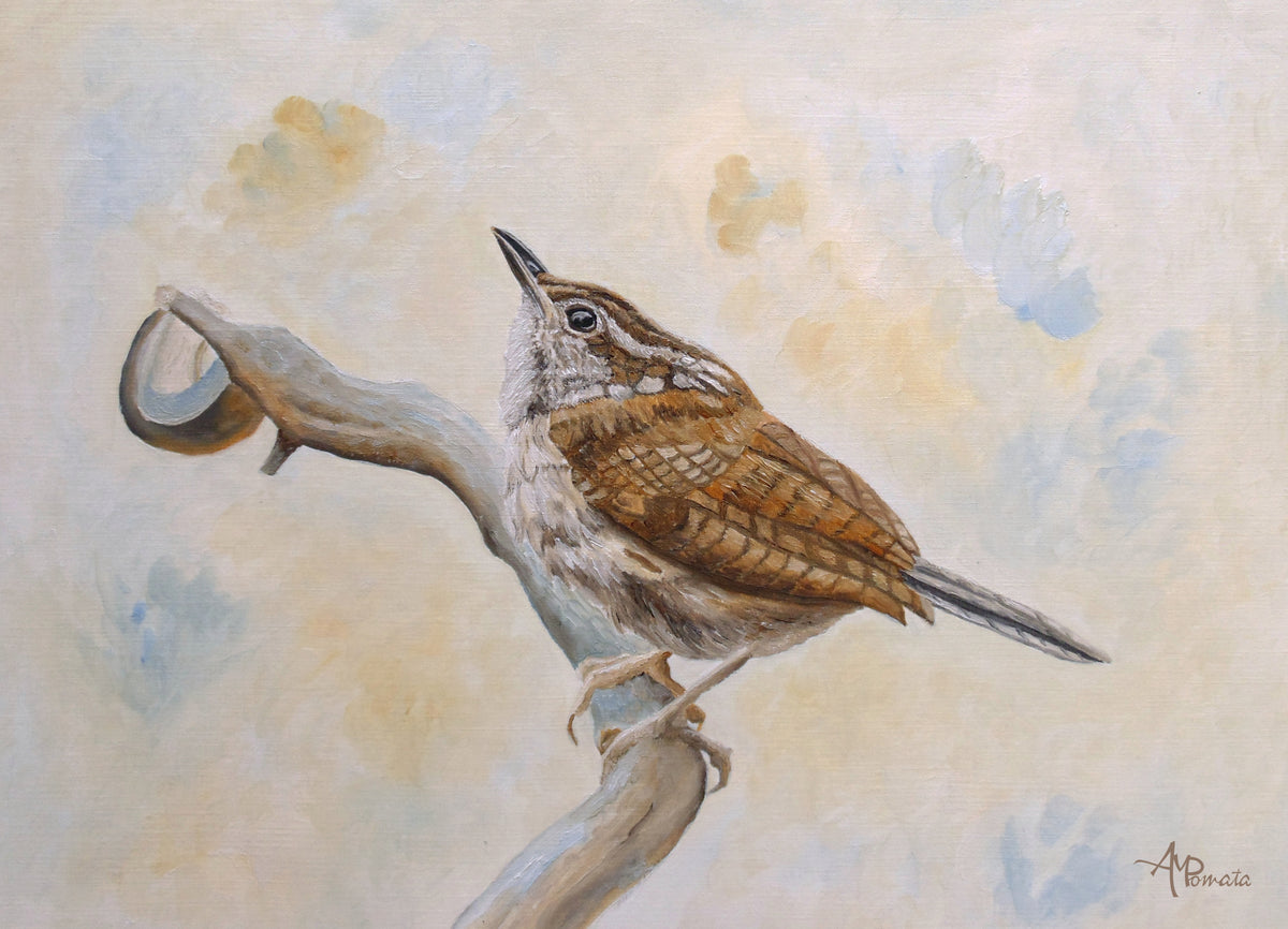 Carolina Wren Poster och Canvastavla