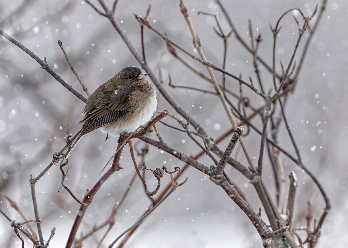 On a Snowy Winter Day Poster och Canvastavla