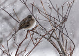 On a Snowy Winter Day Poster och Canvastavla