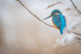 Common kingfisher Poster och Canvastavla