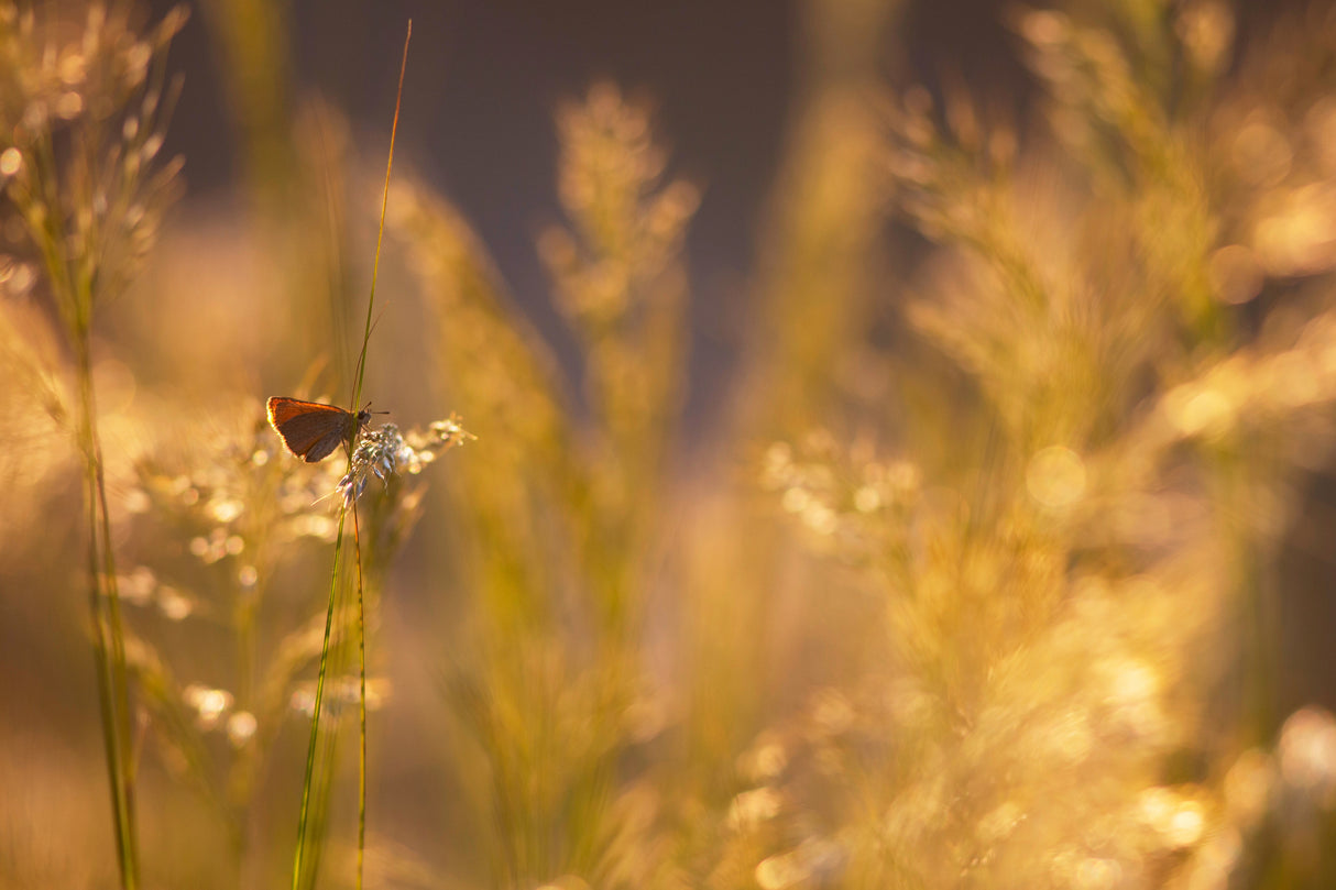 Bokeh Poster och Canvastavla
