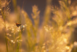 Bokeh Poster och Canvastavla