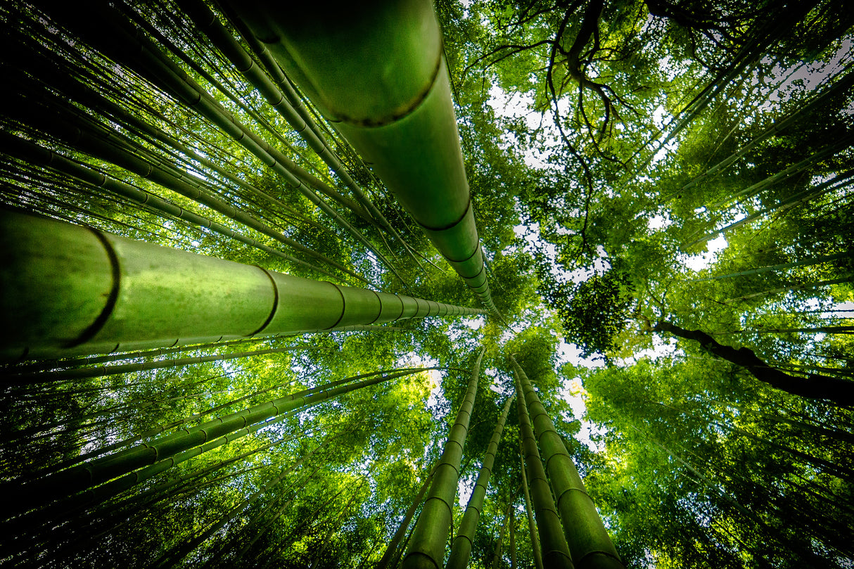 ARASHIYAMA Poster och Canvastavla