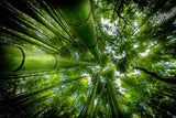ARASHIYAMA Poster och Canvastavla