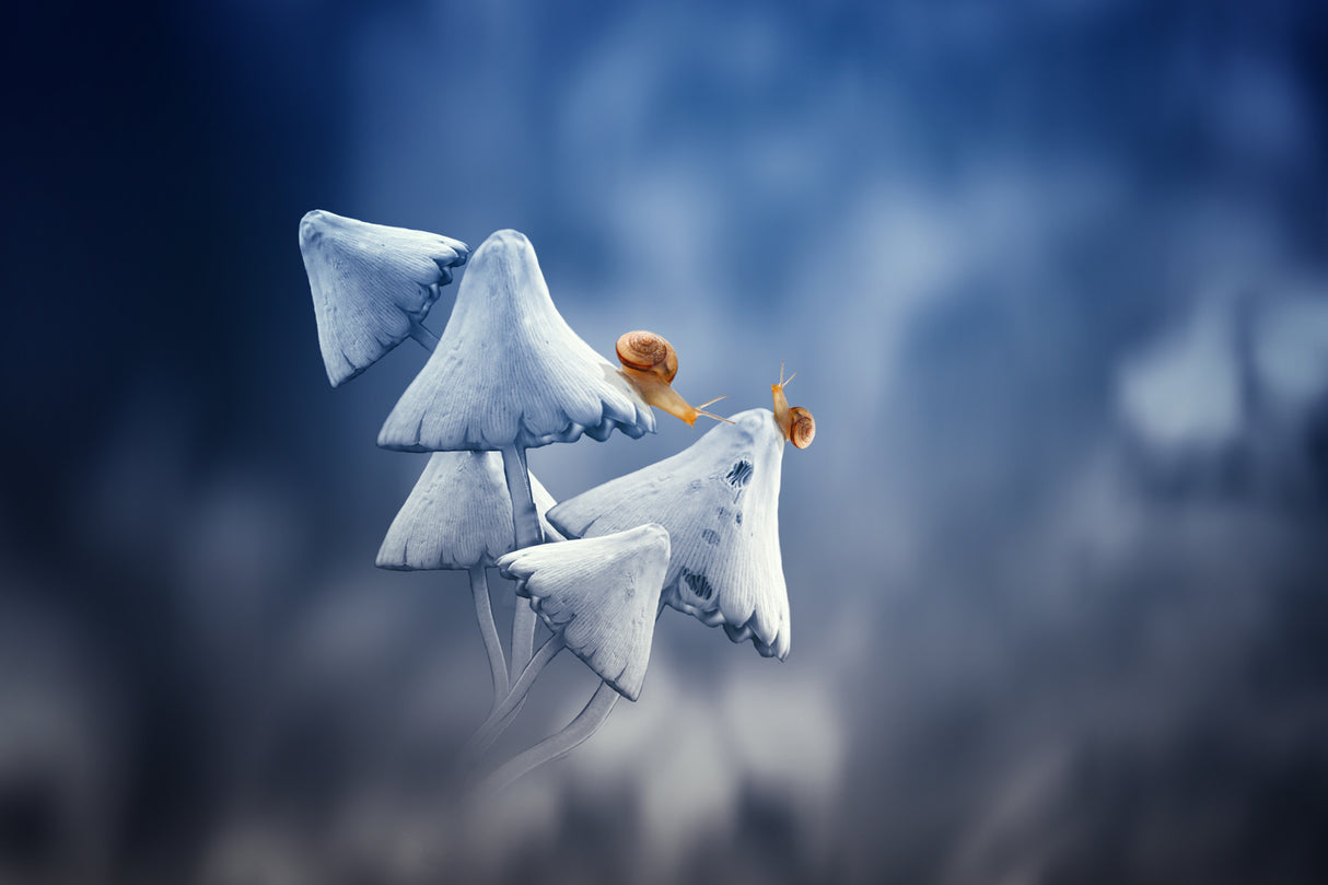 beautiful snails in the morning Poster och Canvastavla