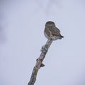 Pygmy Owl... Poster och Canvastavla