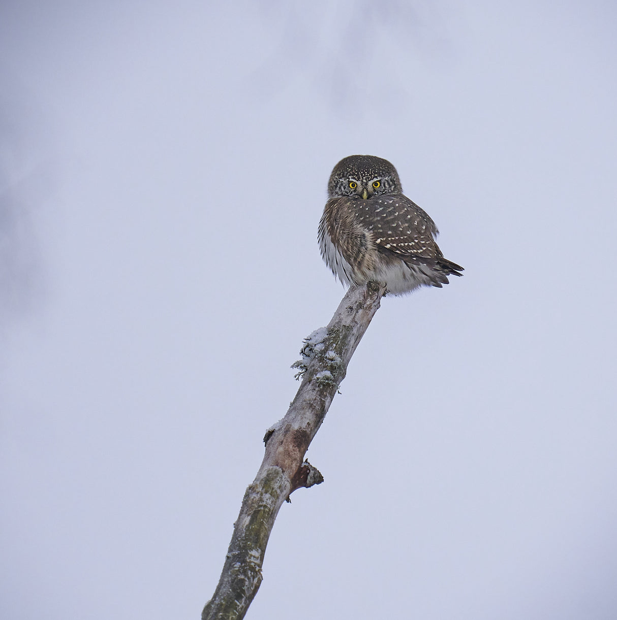 Pygmy Owl... Poster och Canvastavla