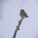 Pygmy Owl... Poster och Canvastavla