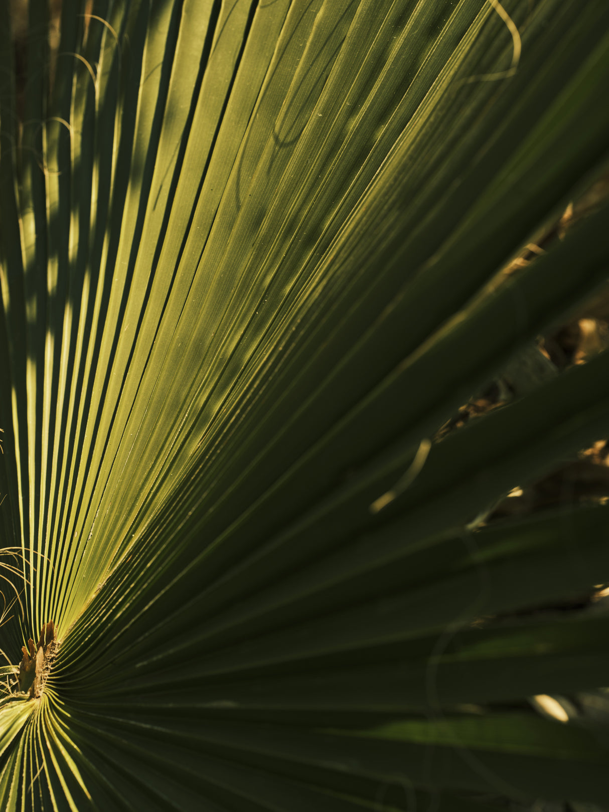 palm leaf Poster och Canvastavla