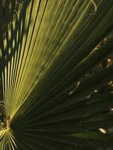palm leaf Poster och Canvastavla