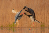 Grey heron fighting with black stork Poster och Canvastavla
