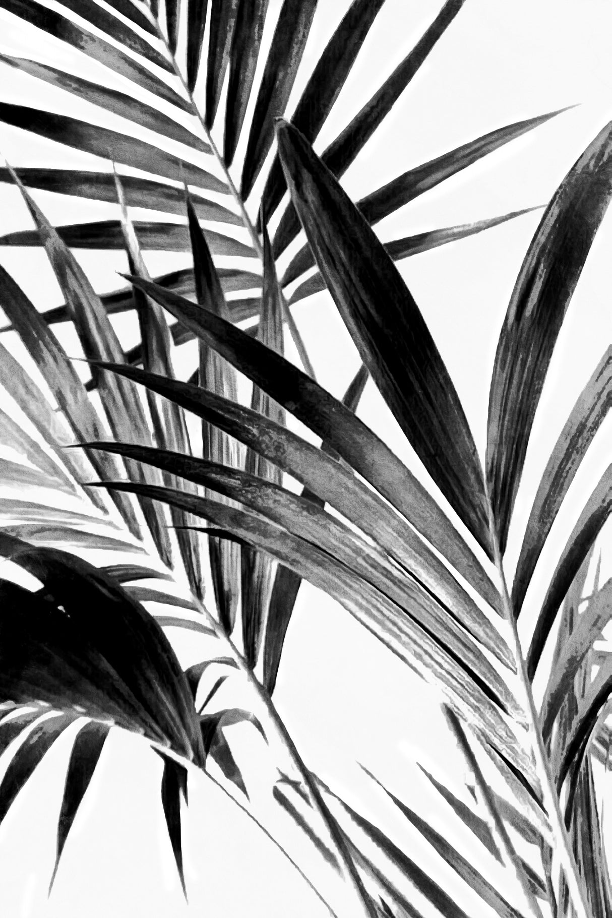 Palm Leaves Black and White 02 Poster och Canvastavla