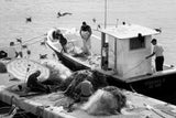 Fishermen and seagulls Poster och Canvastavla