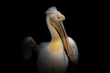 PELICAN Poster och Canvastavla