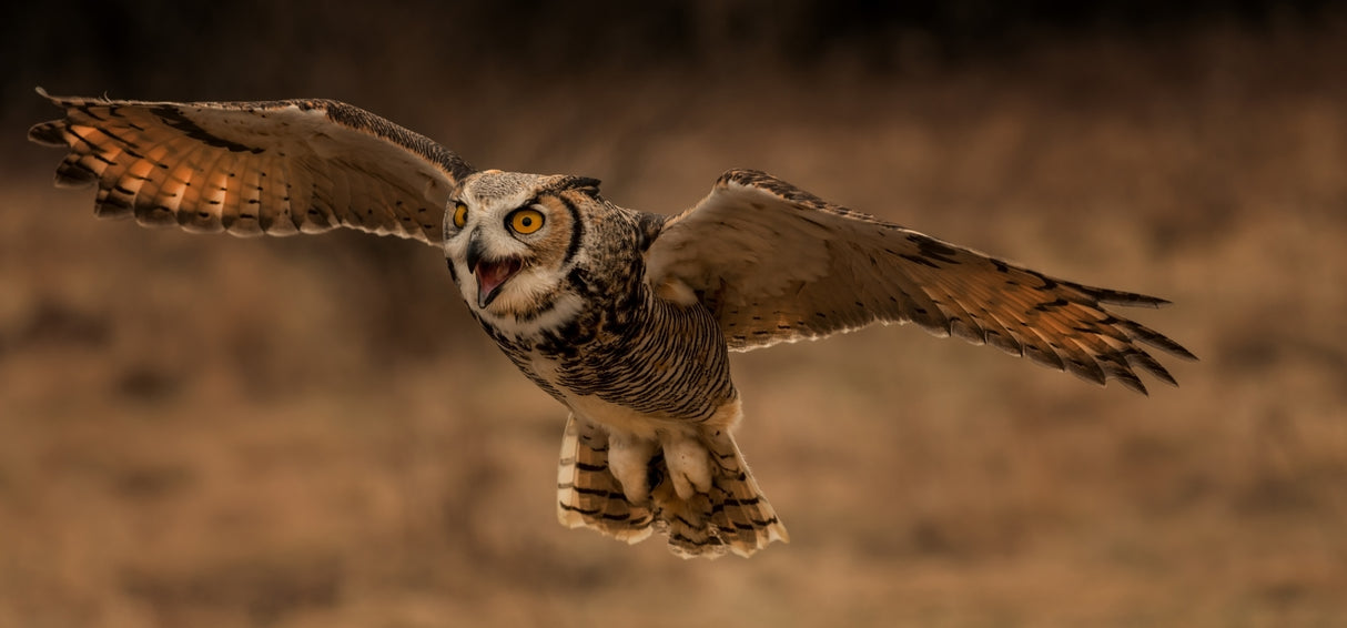 Great Horned Owl Poster och Canvastavla