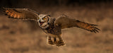 Great Horned Owl Poster och Canvastavla