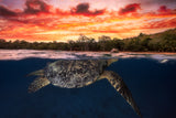 Green turtle and fire sky! Poster och Canvastavla