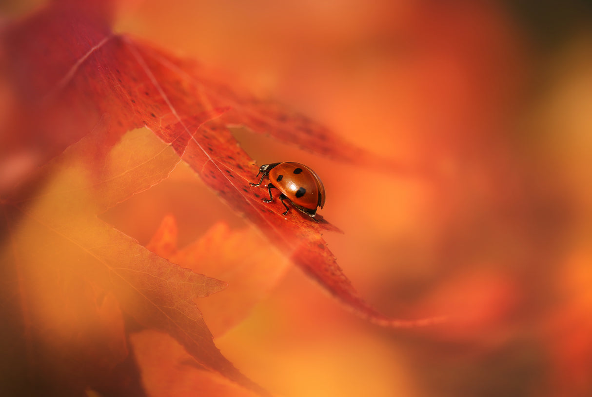 Autumn Ladybird Poster och Canvastavla