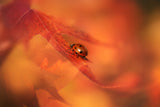Autumn Ladybird Poster och Canvastavla