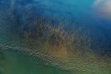 Giant aquatic plants Poster och Canvastavla