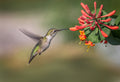 Hummingbird Poster och Canvastavla