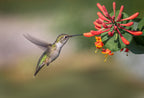 Hummingbird Poster och Canvastavla