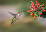 Hummingbird Poster och Canvastavla