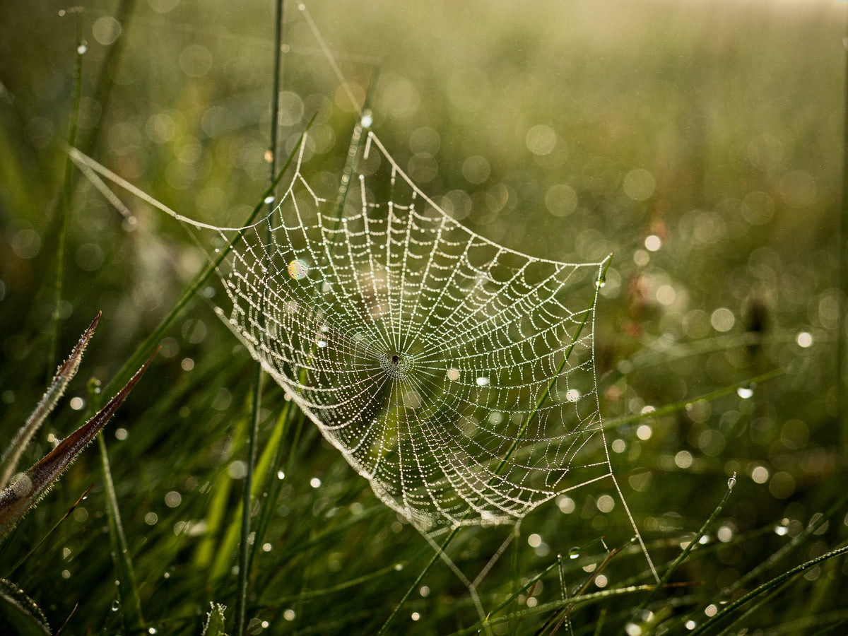 Cobweb and dew no. 2 Poster och Canvastavla
