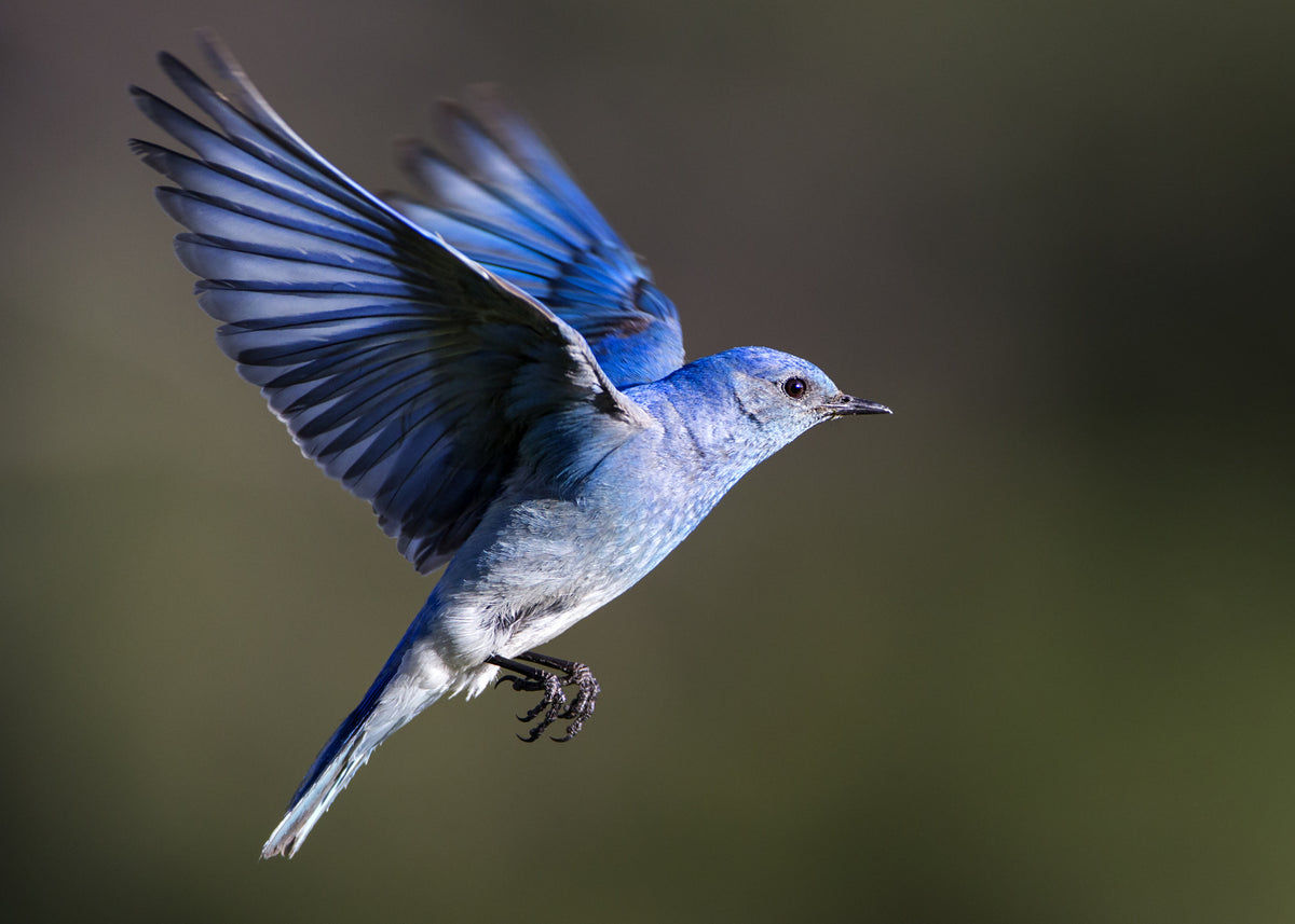 Mountain Blue Bird Poster och Canvastavla