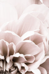 Chrysanthemum No 07 Poster och Canvastavla