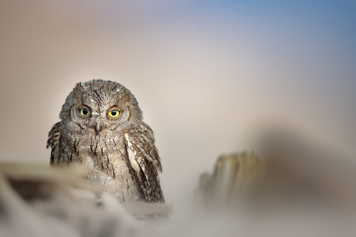 Eurasian Owl Poster och Canvastavla