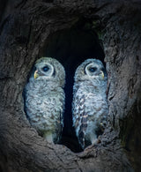 Two Little Guards Poster och Canvastavla