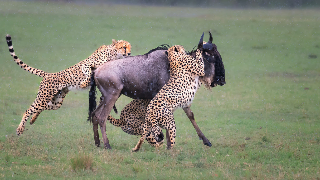 Cheetah  hunting Poster och Canvastavla