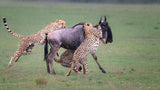 Cheetah  hunting Poster och Canvastavla