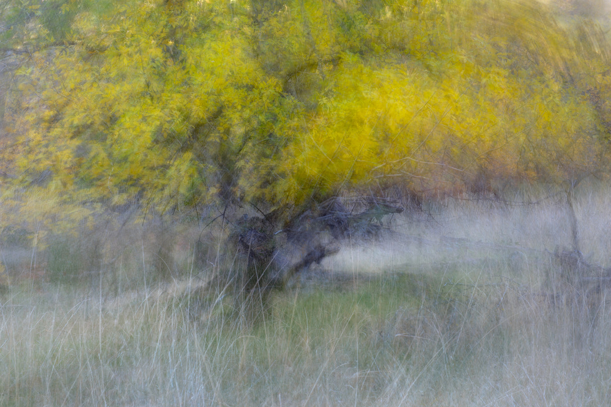 The Tree in the Fall Poster och Canvastavla