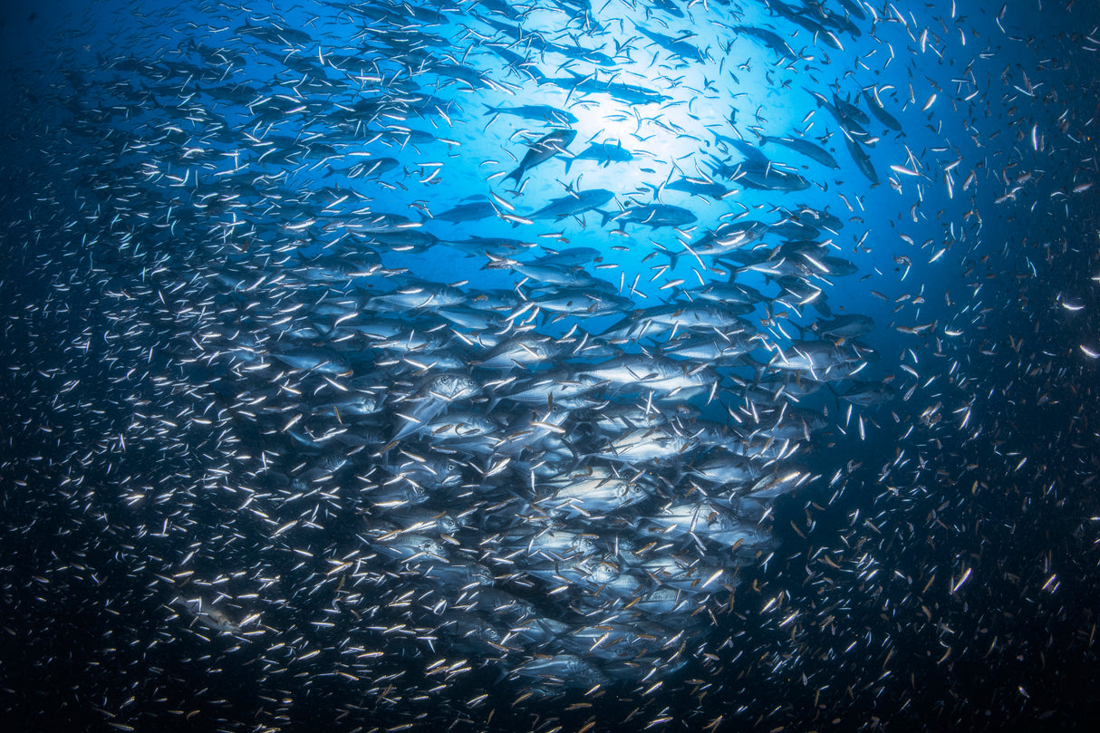 Underwater life of Tachai Poster och Canvastavla