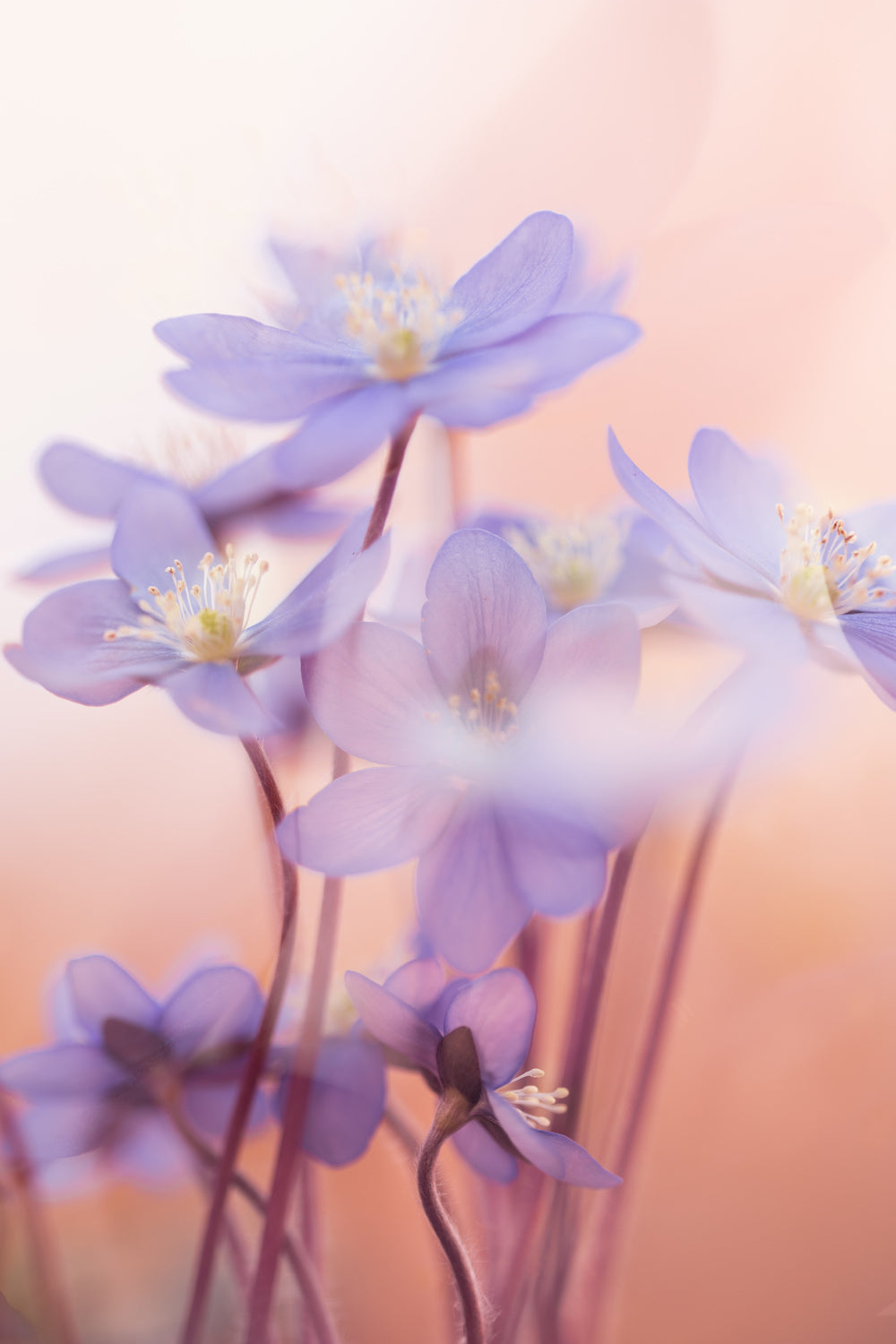 Spring Symphony Poster och Canvastavla