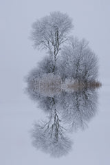 winter stillness Poster och Canvastavla