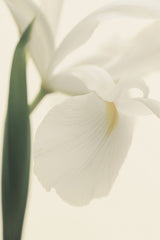 White Iris Flower Ii Pictufy Poster och Canvastavla