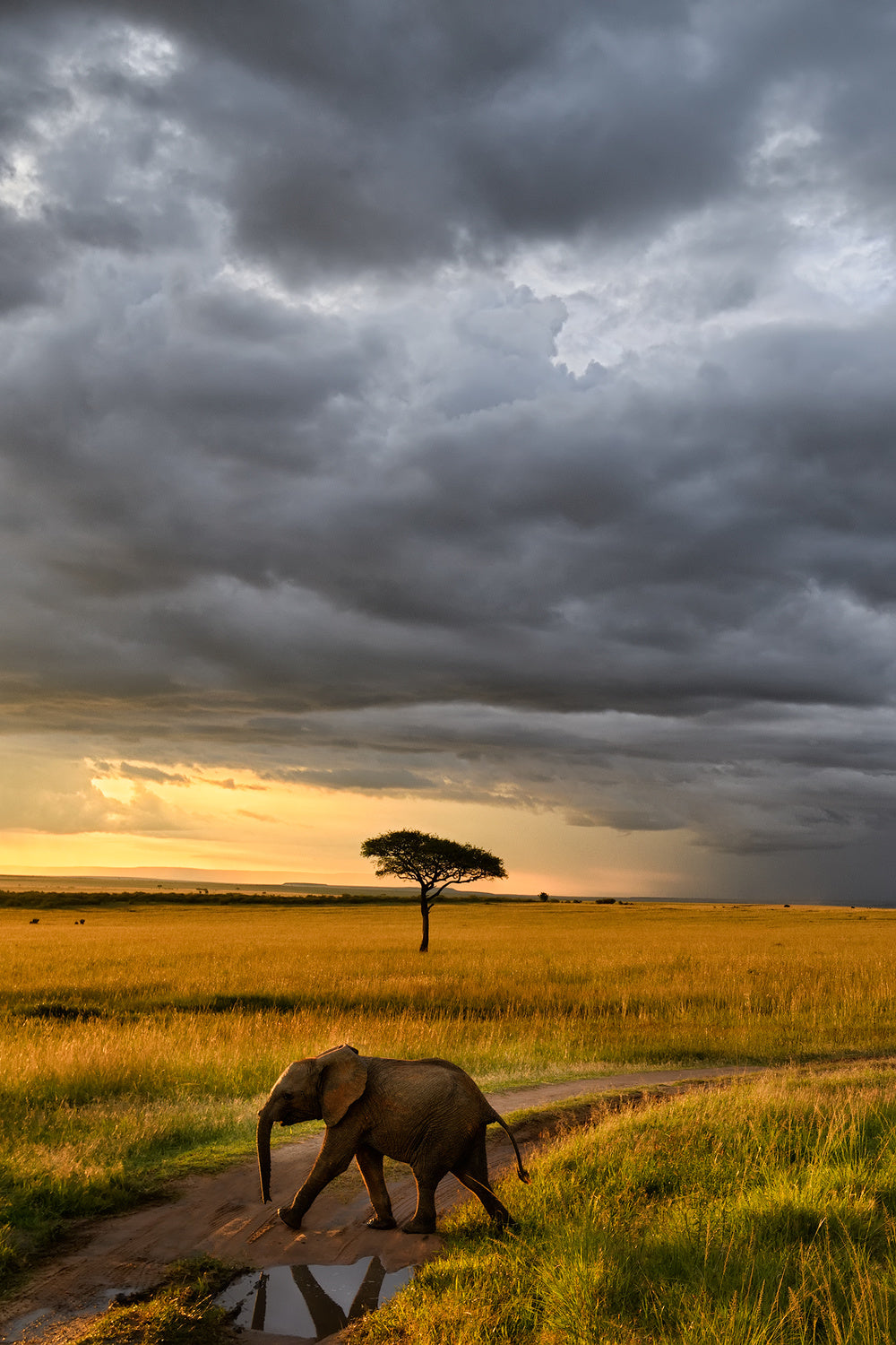 Sunset in Masai Mara Poster och Canvastavla