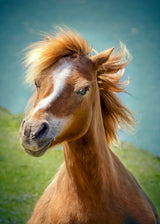 Happy horse Poster och Canvastavla