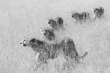 Five Brothers in Hunting Poster och Canvastavla