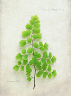 Maiden Hair Fern Poster och Canvastavla
