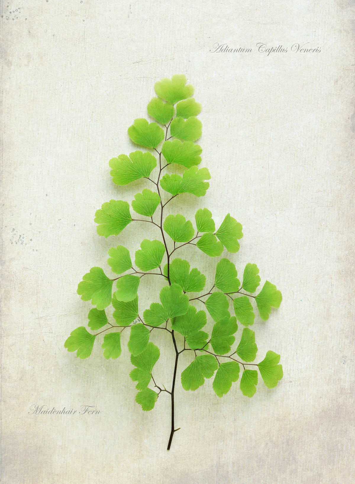 Maiden Hair Fern Poster och Canvastavla
