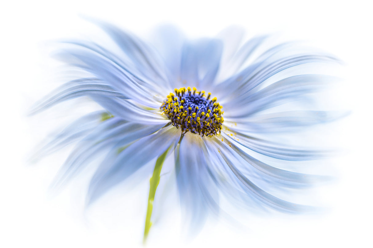Daisy delight Poster och Canvastavla