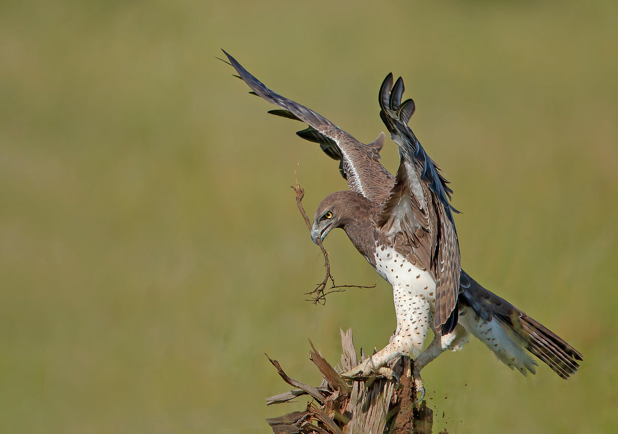 Martial Eagle - Huge one Poster och Canvastavla