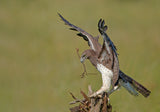 Martial Eagle - Huge one Poster och Canvastavla