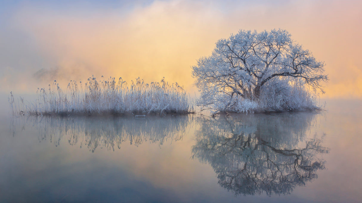 Ice tree Poster och Canvastavla