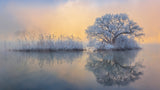 Ice tree Poster och Canvastavla